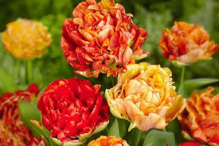 tulip-gud.1727436690959