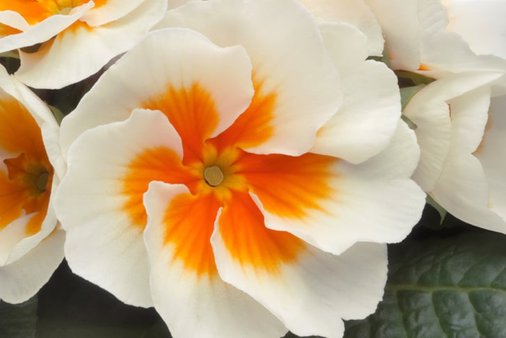 Primrose-Buttercream-15-30-Garden-Ready-Plants-2