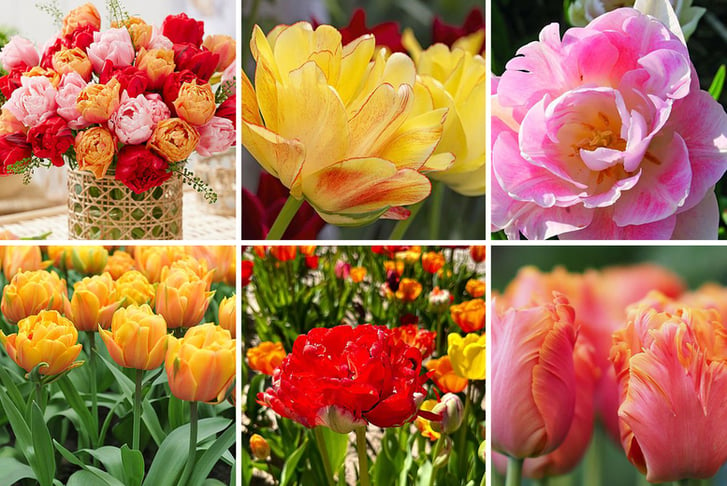 Tulip-Double-Flowering-Mixed-Bouquet-1