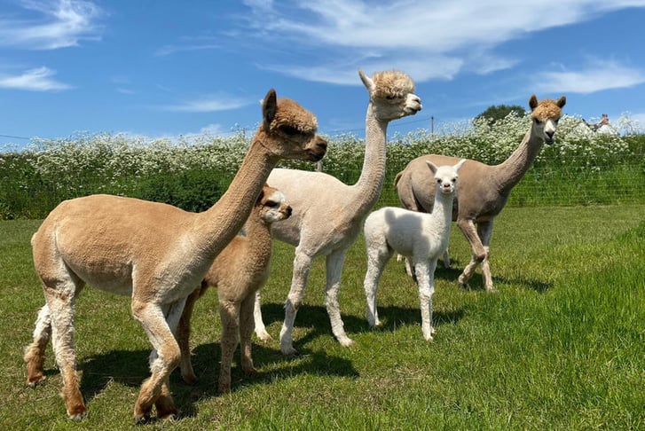 Baby Alpaca Feeding Experience for 1 or 2 - Charnwood Forest