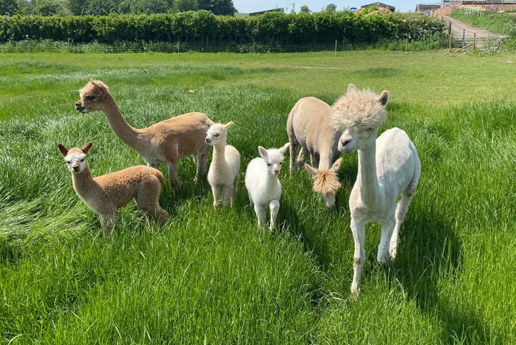 Baby Alpaca Feeding Experience for 1 or 2 - Charnwood Forest