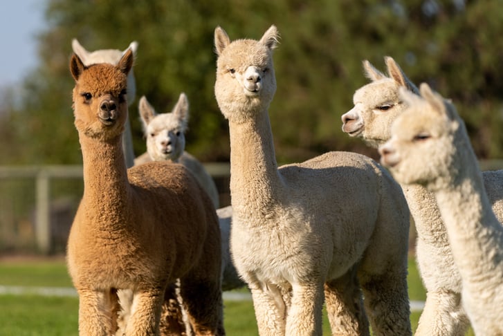  Alpaca Experiences, Stormcloud Alpacas