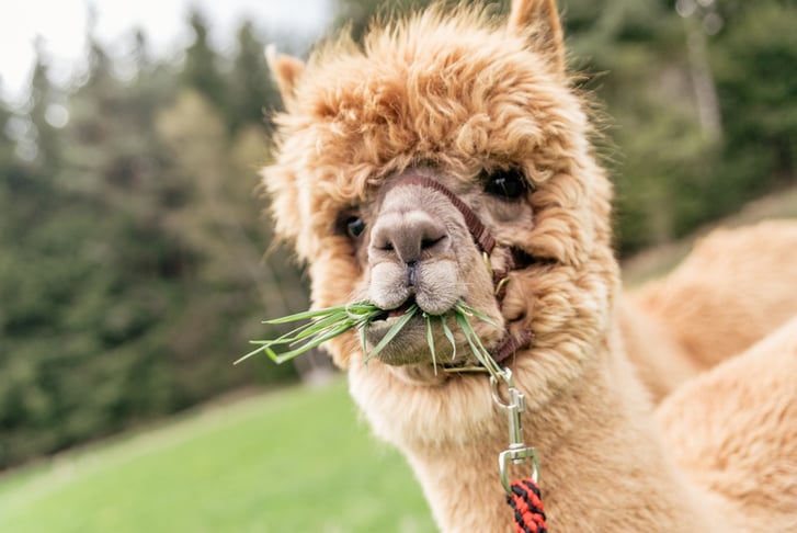  Alpaca Experiences, Stormcloud Alpacas