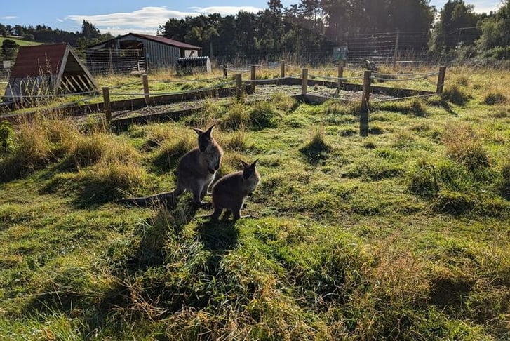 90 Minute Private Tour and Cup of Feed for up to 10 - Hillview Animal Park, Alloa