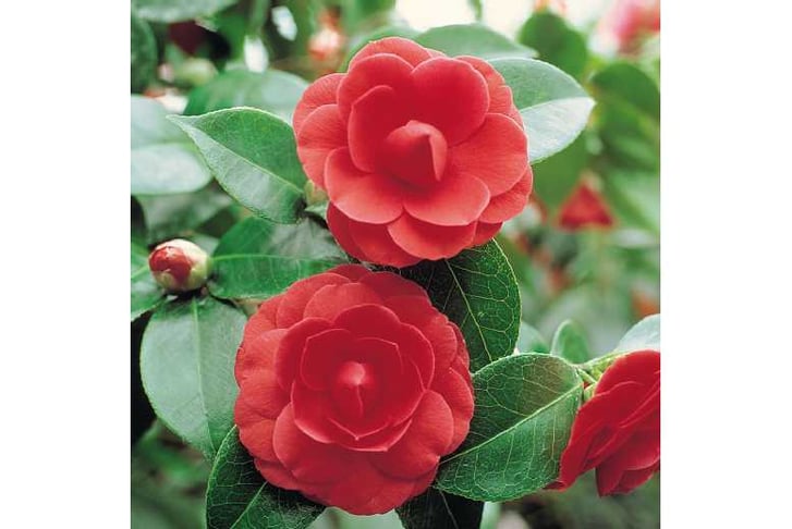 Camellia-r1729246786663