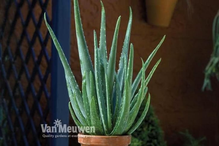 ALOE-V81421729516256514