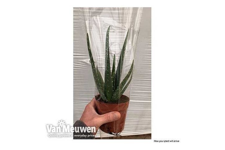 aloe-v81421729516259715