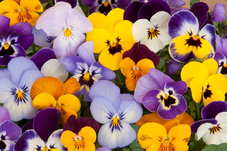 Pansy-Colourburst-30-Plants-1