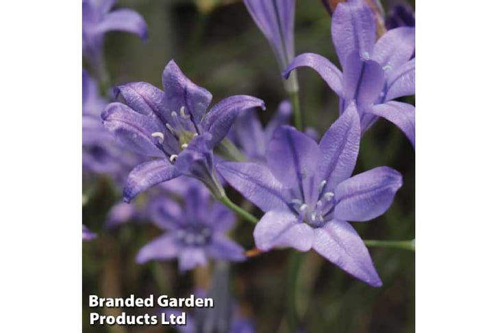brodiaea.j1729785131144