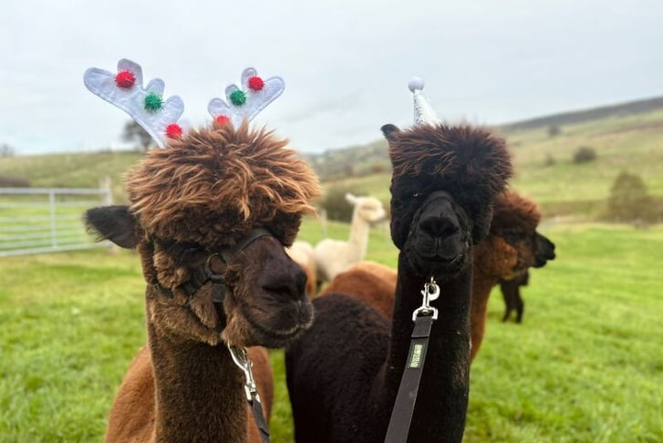 Christmas Alpaca Walking & Feeding Experience - 45 Minutes-  Macclesfield Alpacas 