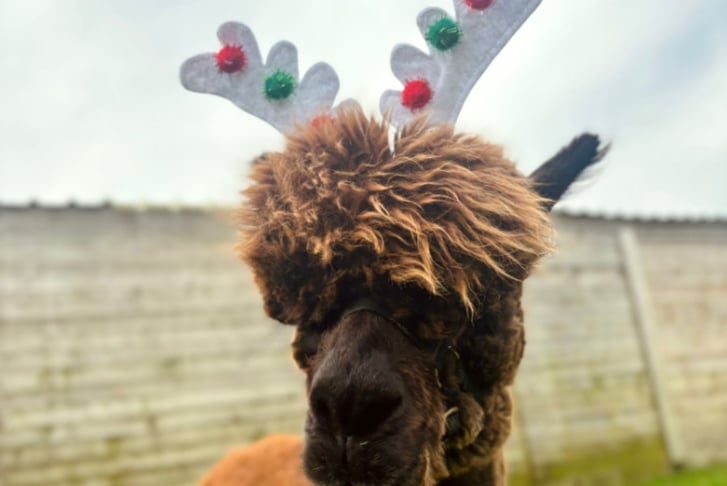 Christmas Alpaca Walking & Feeding Experience - 45 Minutes-  Macclesfield Alpacas 