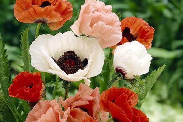 Oriental-Poppy-Collection-1