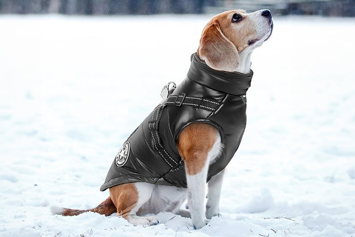 feed_opt_google_WINTER-WARMING-DOG-JACKET-11