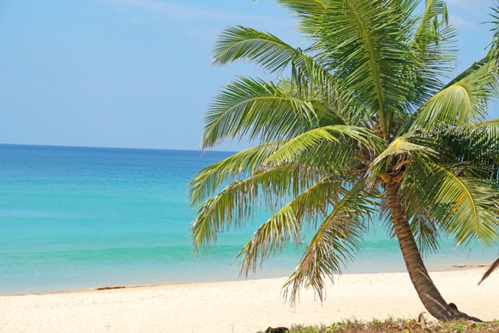 Nature scene Coconut tree on sand beach with seascape at shore of karon beach phuket Thailand.