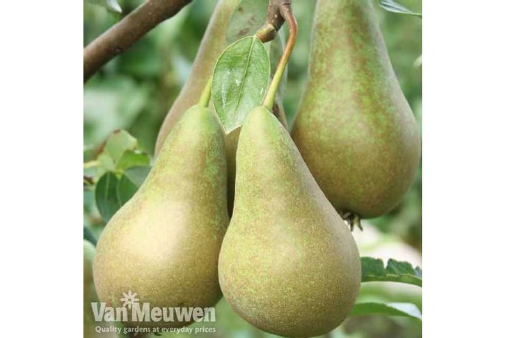 PEAR-V43251731526141601