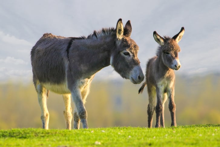 Adopt an Donkey - Charnwood Forest Alpacas