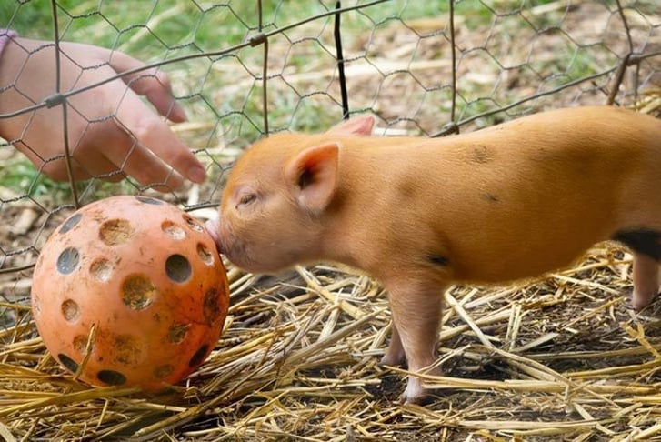 Pig Pet & Play Experience 