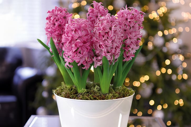 Pre-Sale-13th-Dec-Hyacinth-Scented-Pink-Pearl-5-Bulbs-1