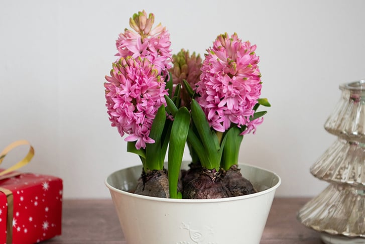 Pre-Sale-13th-Dec-Hyacinth-Scented-Pink-Pearl-5-Bulbs-2