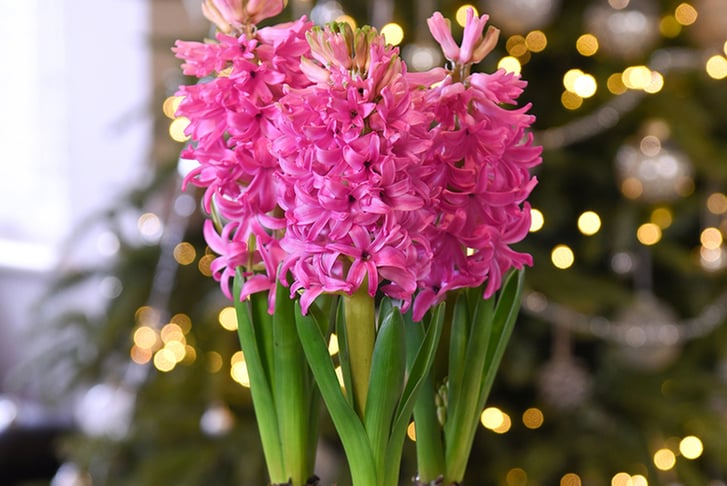 feed_opt_google_Pre-Sale-13th-Dec-Hyacinth-Scented-Pink-Pearl-5-Bulbs-7