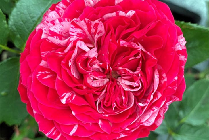 feed_opt_google_Rose-Duke-of-Edinburgh-Potted-6