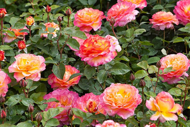 feed_opt_google_Rose-'Gorgeous'-Potted-6