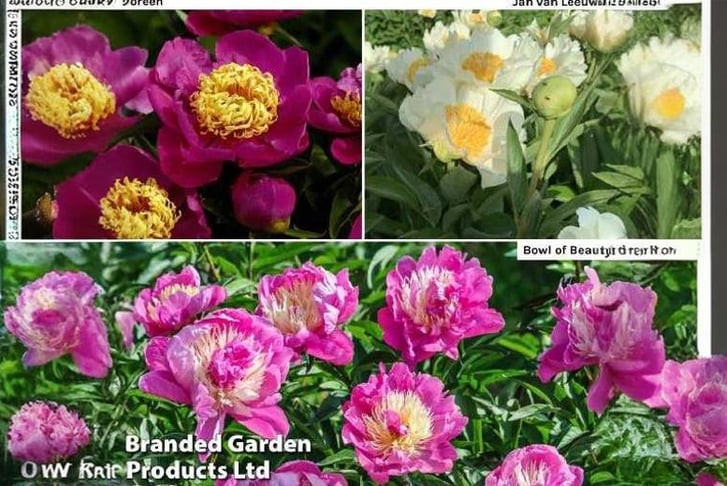 peony-trio1733143066136