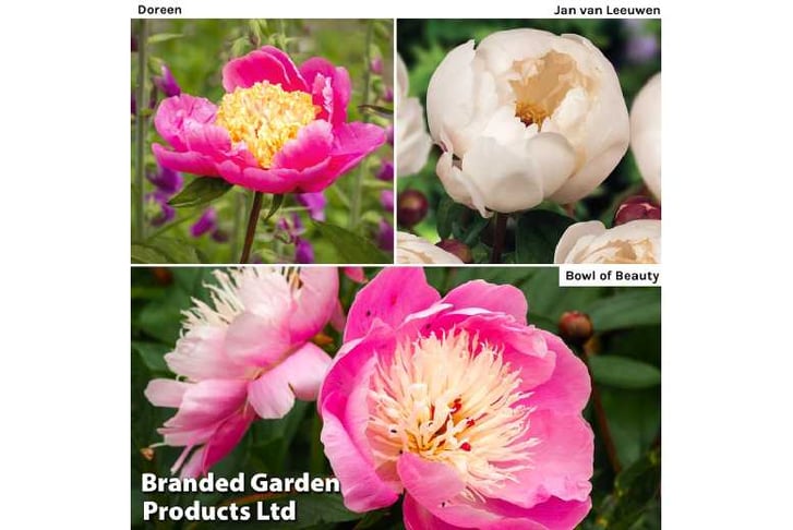 peony-trio1733143067298