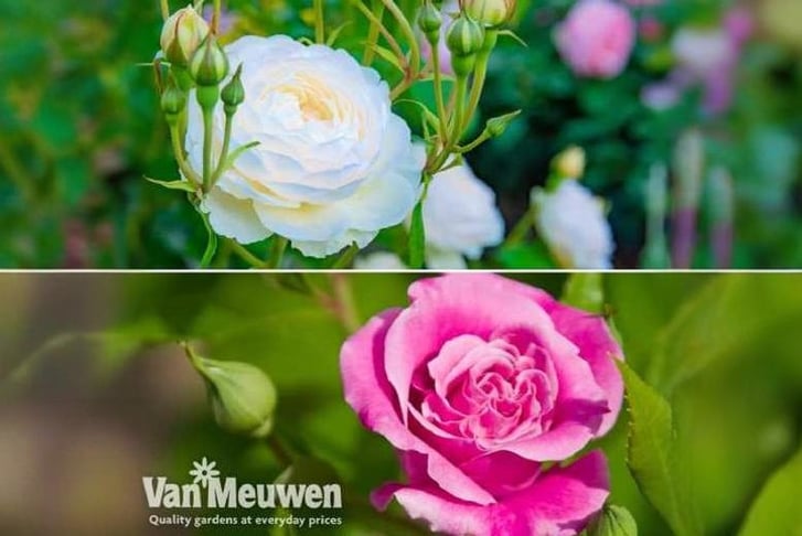 rose-duo1.1733143090425
