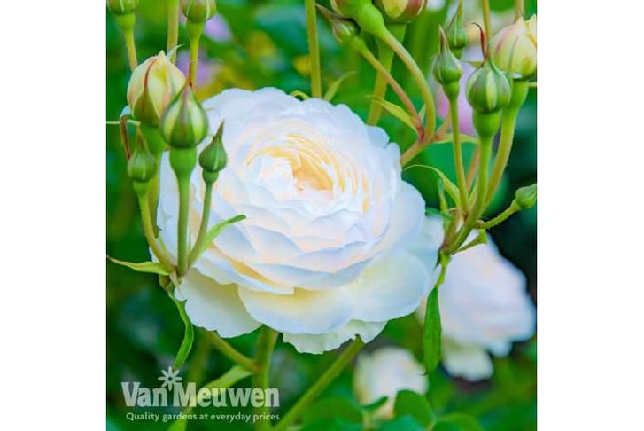 rose-duoa.1733143091531