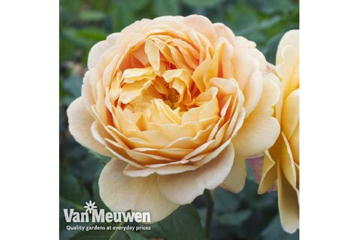 ROSE-V11901733143094753