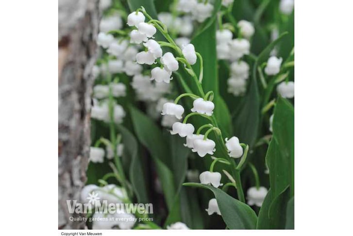 Lily-of-th1733156797845