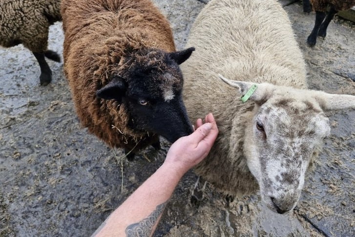 60 Min Sheep Walking with a Drink - Lincoln - For 1 or 2 (1)