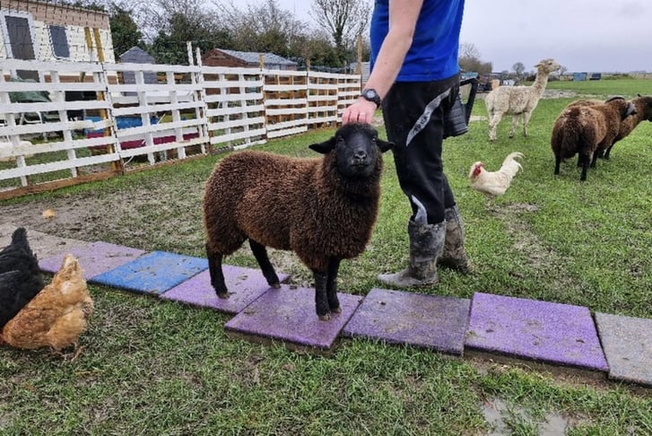 60 Min Sheep Walking with a Drink - Lincoln - For 1 or 2 (2)