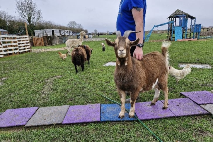 Goat Walking Experience with Cream Tea for 2 - Lincolnshire_1