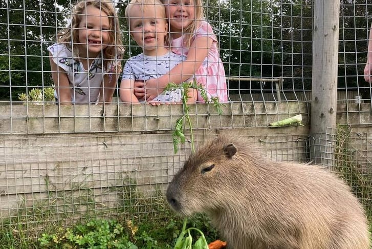 Meadows Wildlife Park Entry, Hot Drink & Animal