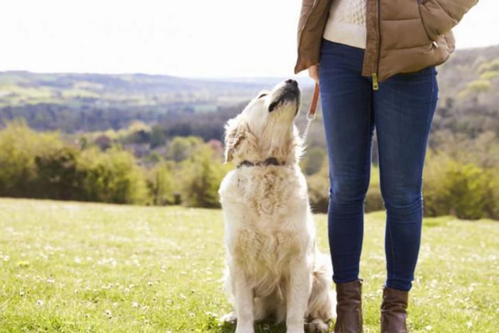 ICOES & CPD Certified Dog Walking & Socialising Bundle Course - 3 Courses_3