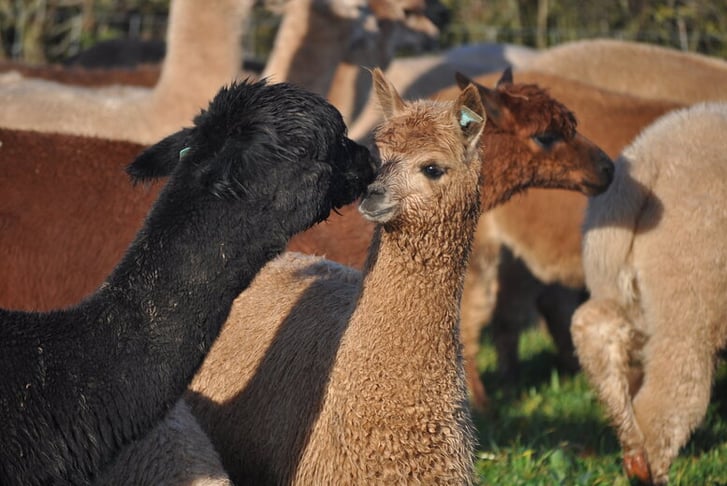 Entry to Charnwood Alpacas Petting Farm Including Drink - For 2, Family Option, Cake Option