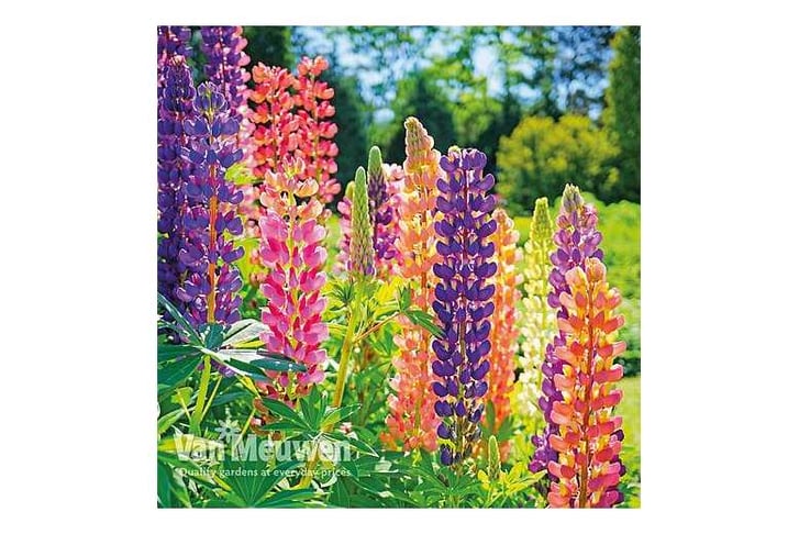 lupin-russ1736183900460