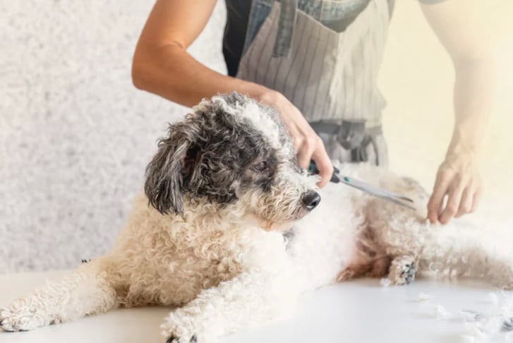 AnimalGroomingProductimages850x480px-2_1500x