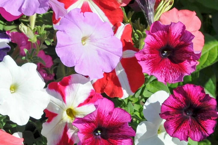 feed_opt_google_PRE-SALE-APRIL-15TH-Petunia-Frenzy-Mixed-24-Plugs-6