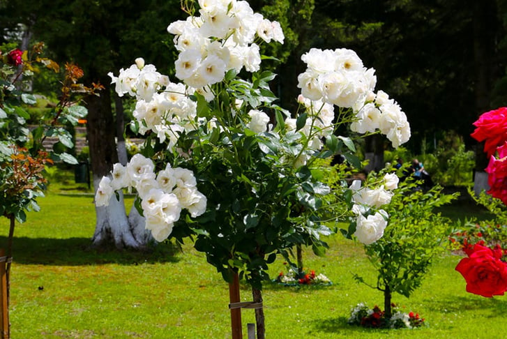 Pair-of-Rose-Patio-Standard-Trees-40cm-2