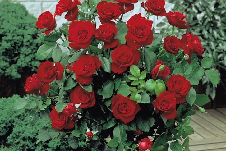 feed_opt_google_Pair-of-Rose-Patio-Standard-Trees-40cm-5