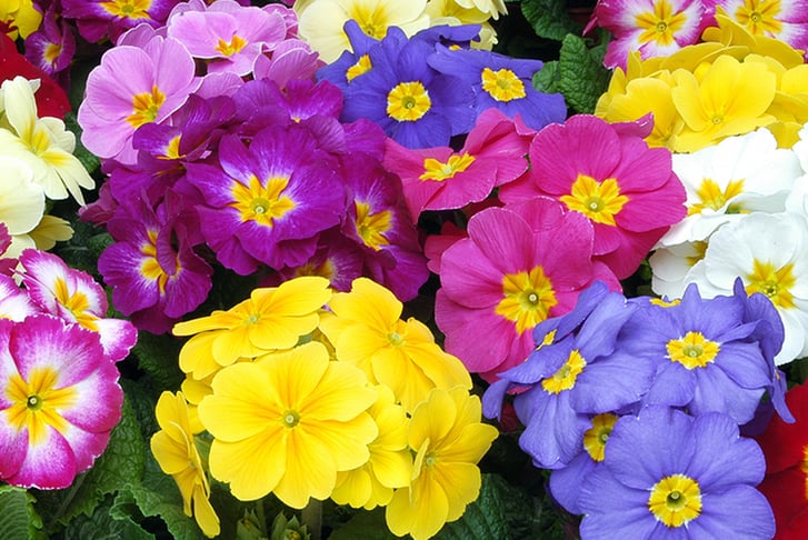 PRE-SALE-28TH-FEB-Primula-Crescendo-Mixed-15-5