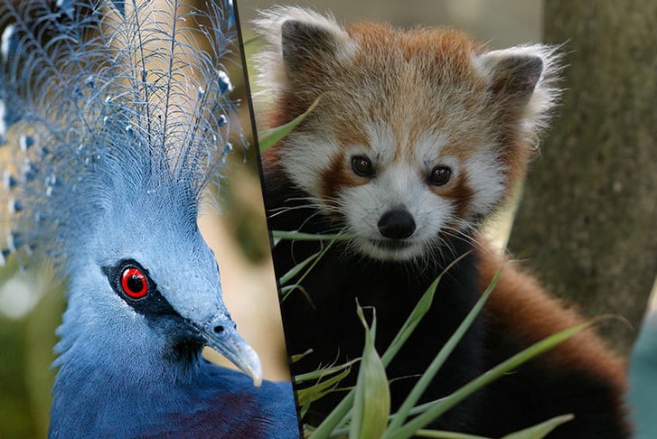 An exotic bird and a Red Panda split image