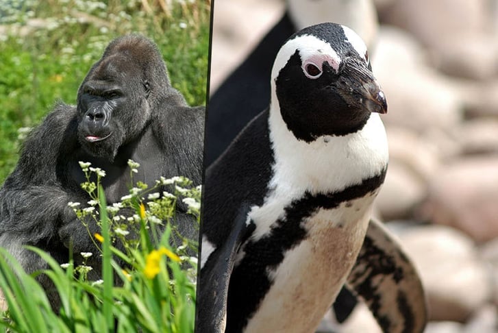 A split image of a silver-back Gorilla and a Penguin