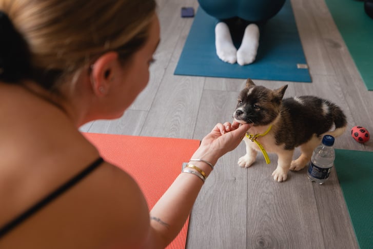 1 Hour Puppy Yoga Session for Kids and Adults in Elephant & Castle