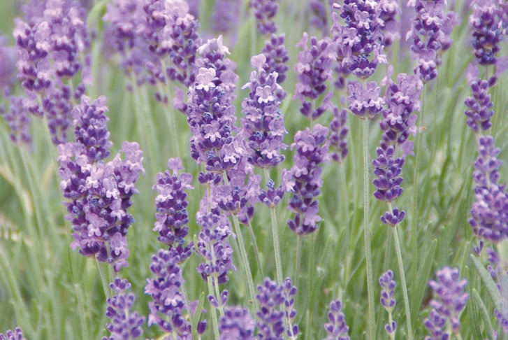 PRE-SALE-APRIL-15th-Lavender-Duo-2