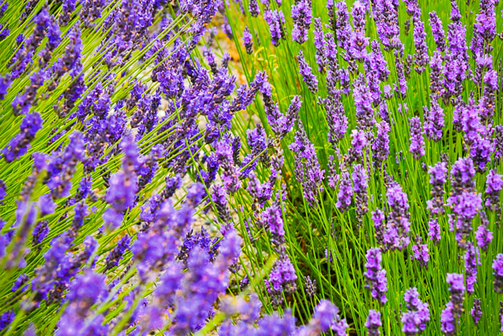 feed_opt_google_PRE-SALE-APRIL-15th-Lavender-Duo-5