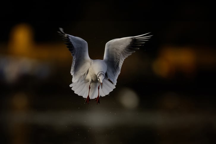 6Hr Wildlife Photography Improving Your Skills Workshop - Glasgow-02